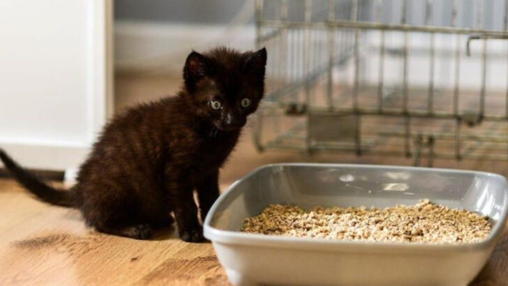 7 Surprising and Unsettling Ways Anxiety Can Disrupt Your Kitten’s Poop Habits