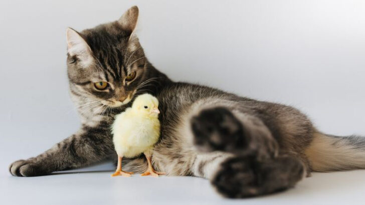 7 Surprising Things That Happen When Cats and Chickens Share a Backyard
