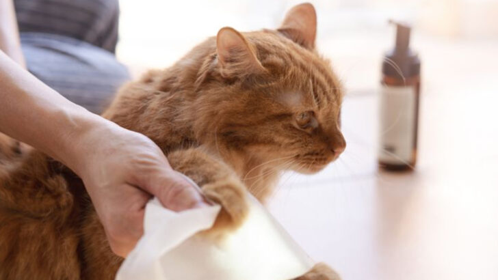 7 Symptoms of Fungal Infections in Cat Paws & 3 Ways to Prevent Them