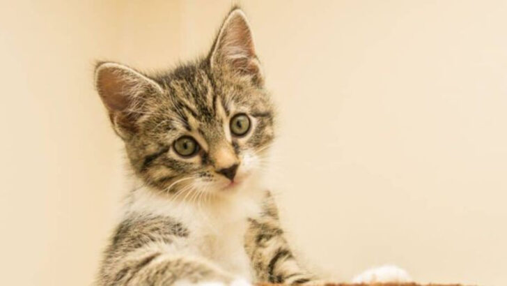 7 Types of Potential Owners Cats Flat-Out Reject (And Honestly, They’re Right)