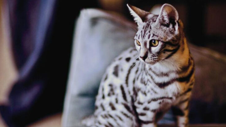 7 Ways Your Bengal Cat Shows It Has Endless Energy (And What You Can Do About It)