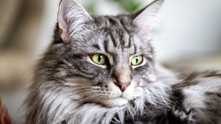 7 Weird Traits That Make the Smoke Maine Coon A Genetic Anomaly