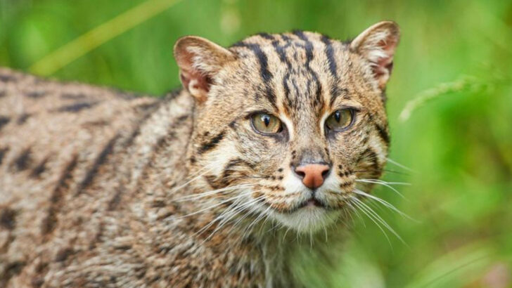 7 Wild Cat Species That Have Survived in Both Rainforests and Cities