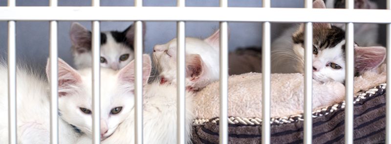 7. Spay or Neuter Your Pets