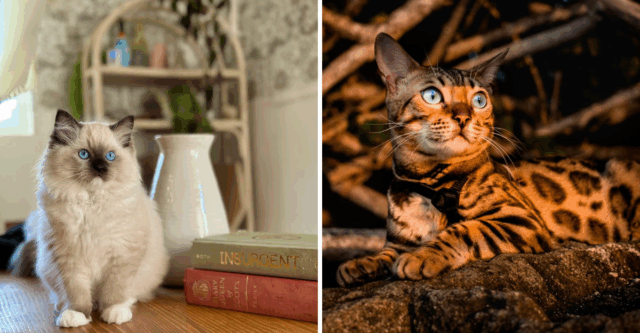 8 Cat Breeds Will Melt in Your Arms & 6 That Will Make You Earn Their Love