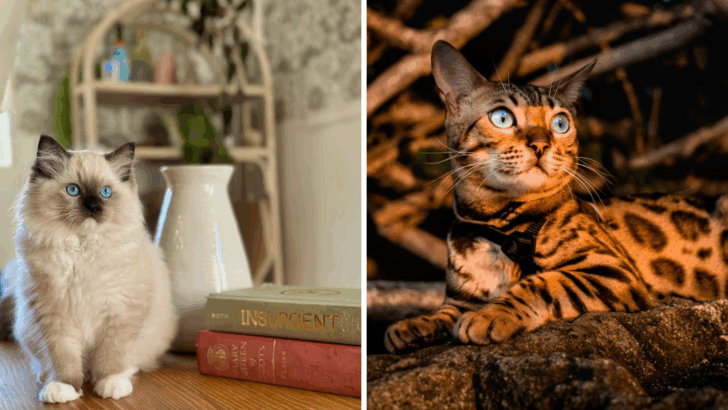 8 Cat Breeds Will Melt in Your Arms & 6 That Will Make You Earn Their Love