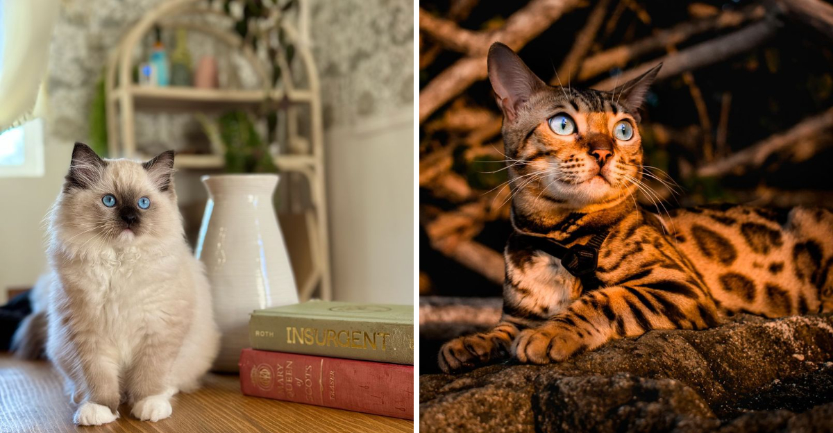 8 Cat Breeds Will Melt in Your Arms & 6 That Will Make You Earn Their Love