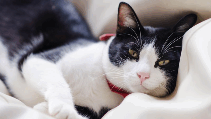 8 Fascinating Facts About Tuxedo Cats That Prove They’re Full of Personality