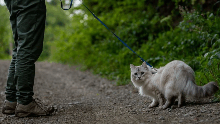 8 Reasons Why Treating Cats Like Dogs Is a Big Mistake