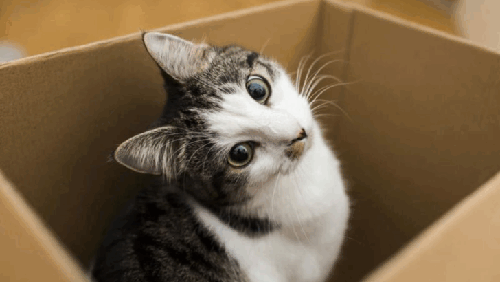 8 Ways to Make Your Cat Instantly Happier Without Buying a Single Toy