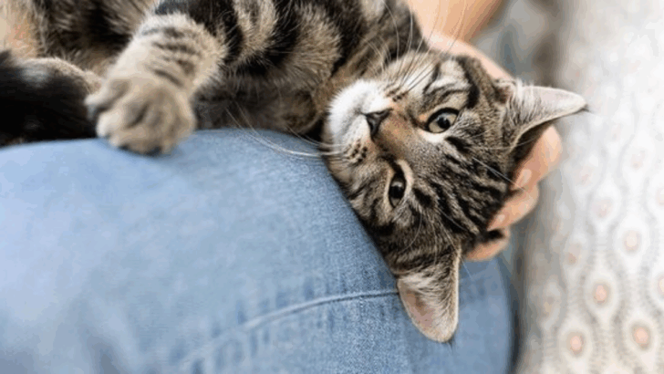 8 Weird Cat Moves That Are Just Their Strange, Furry Way of Complimenting You