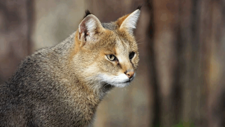 8 Wild Cats That Look Like Your Pet — But Are Dangerously Wild