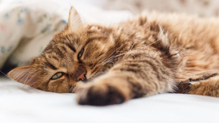 8 Alarming Signs Your Cat Needs Professional Help—Act Fast!