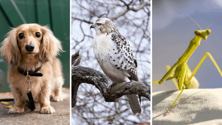 8 Animals That Confuse, Annoy, or Totally Terrify Your Cat