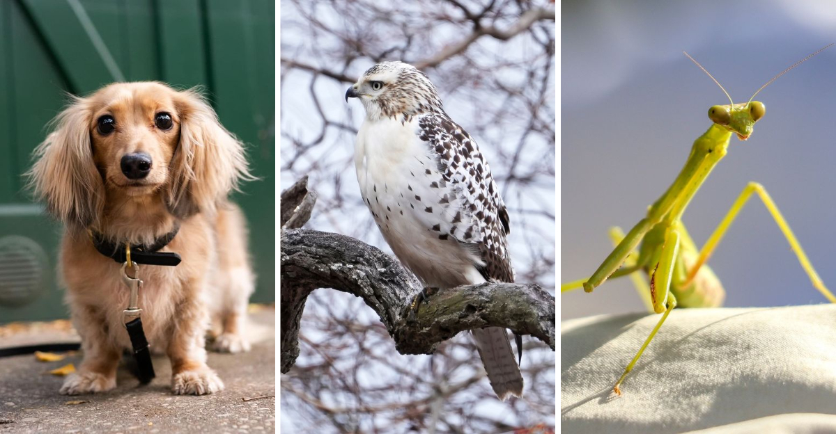 8 Animals That Confuse, Annoy, or Totally Terrify Your Cat
