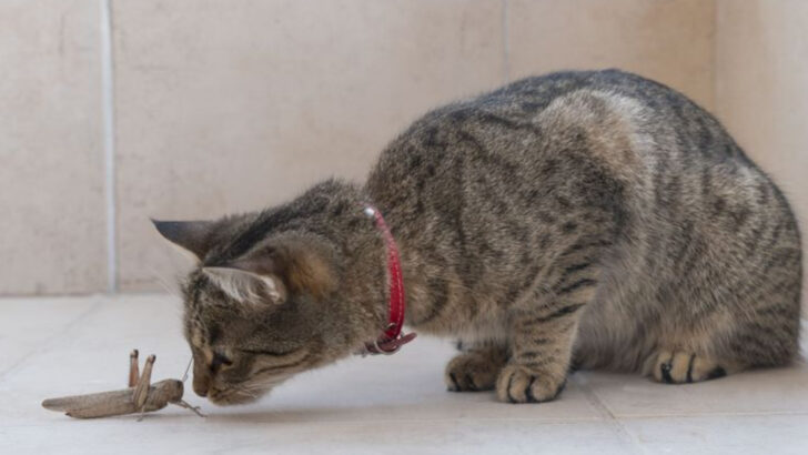8 Animals That Instantly Grab Your Cat’s Attention—and What It Means