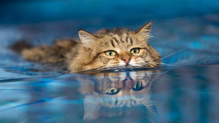 8 Cat Breeds That Love a Good Soak & 8 That Think Water Is Their Worst Enemy