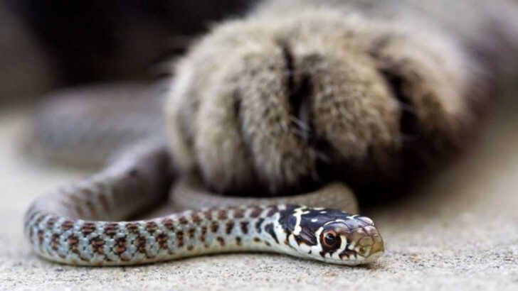 8 Dangerous Animals That Every Cat Owner Should Watch Out For