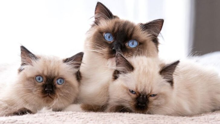 8 Endearing and Unique Traits That Make Ragdolls the #1 Cat Breed in America