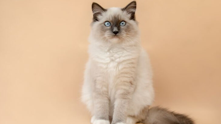 8 Giant Cat Breeds for Those Who Love Supersized Companions