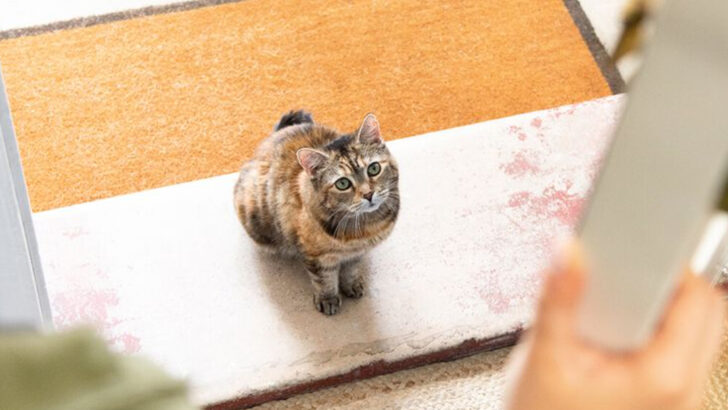 8 Heart-Melting Moments Your Cat Was Silently Begging You Not to Leave