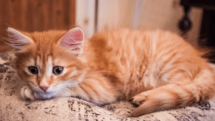 8 Heartwarming Signs Your Cat Knows You’re Sad—and Wants to Comfort You