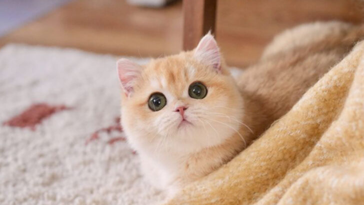8 Highly Popular Cat Breeds That Are Always the First to Be Adopted, and Here’s Why
