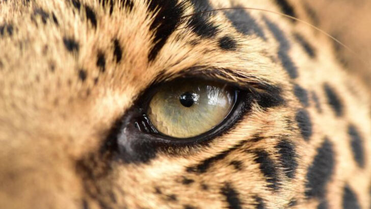 8 Incredible Night Vision Abilities That Give Wild Cats a Hunting Edge