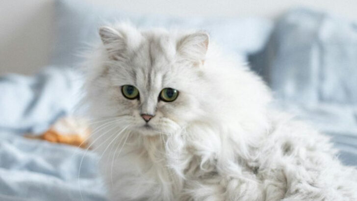 8 Longhaired Cat Breeds That Turn Heads With Their Looks