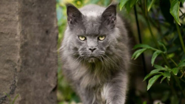 8 Loyal Cat Breeds You’ll Want By Your Side When Crisis Strikes