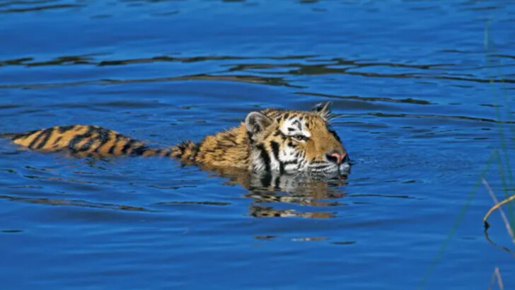 8 Mind-Blowing Facts About Wild Cats That Sound Completely Fake—But Are 100% True
