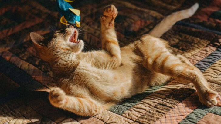 8 Playtime Mistakes Every American Cat Owner Needs to Stop Making