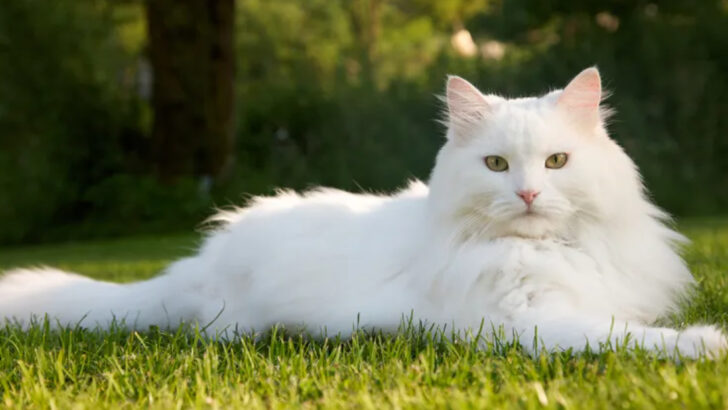 8 Quiet Signs Your Late Cat Is Still Watching Over You