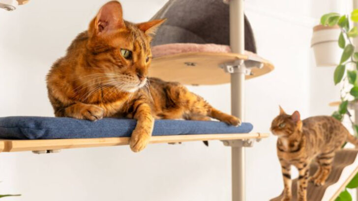 8 Reasons a Cat Tree is Essential for Your Cat’s Health and Happiness