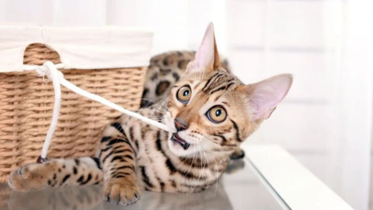 8 Reasons Why Bengal Cats Aren’t As Domesticated As You Think (Yet!)