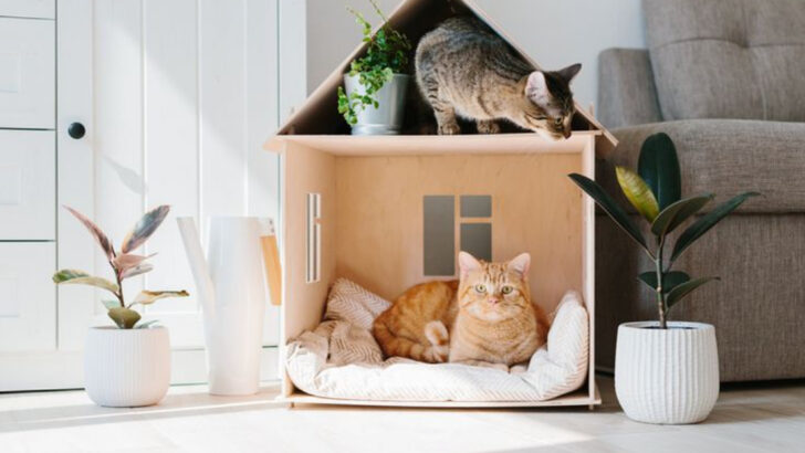 8 Reasons Why Your Cat Avoids Certain Rooms (Hint: It Might Be the Scent)
