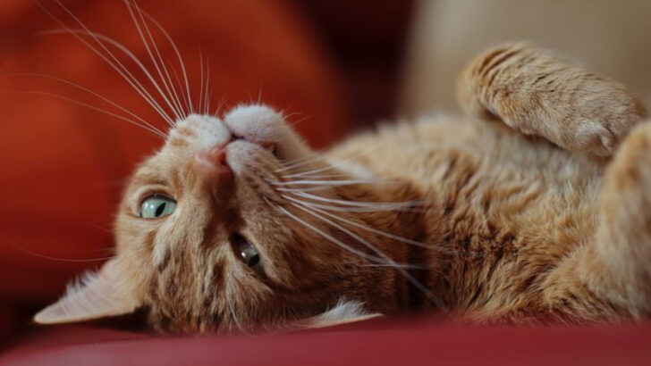 8 Secret Ways Your Cat Shows They’re Emotionally There for You