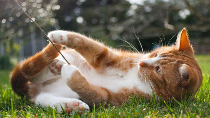 8 Simple Things That Make Cats Happier—Yet Owners Rarely Do Them