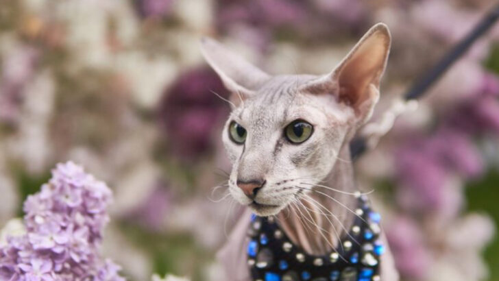8 Stunning Cat Breeds You’ve Probably Never Seen in Person