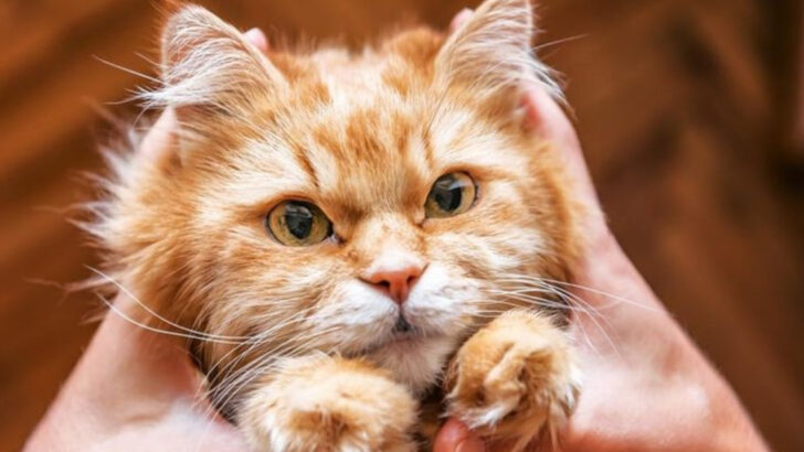 8 Subtle Cat Emotions That Are Easy to Miss—Even for Loving Owners