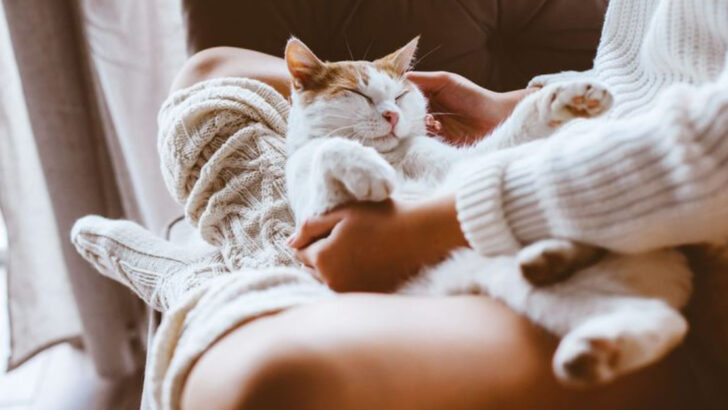 8 Subtle Yet Meaningful Ways Your Cat Reveals She Feels Safe With You