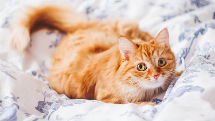 8 Surprising Things You Didn’t Know About Orange Cats (But Will Make You Love Them More)