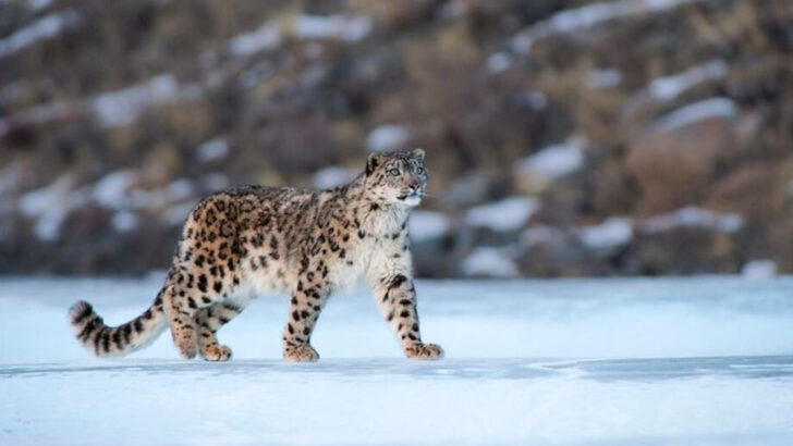 8 Surprising Ways Altitude Shapes Wild Cat Behavior
