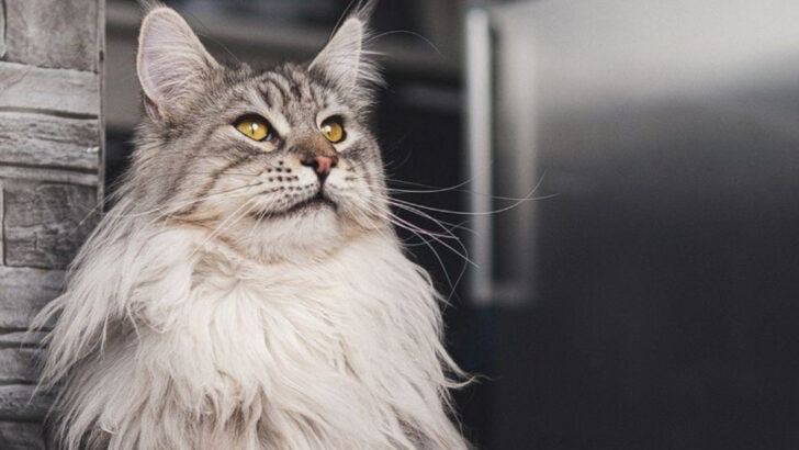 8 Things People Believe About Maine Coons—And Why They’re Totally Wrong