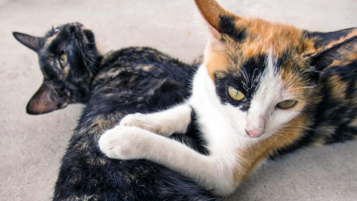 8 Things You Didn’t Know About Calico and Tortoiseshell Cats