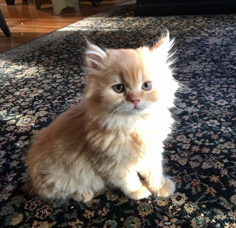 8 to 12 Weeks: Peak Socialization