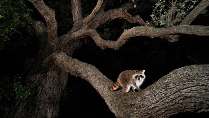 8 Ways Owls and Other Nocturnal Predators Could Threaten Your Cat’s Safety