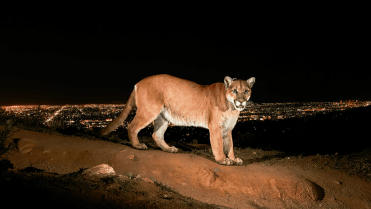 8 Wild Cat Sightings in the U.S. That Sound Fake but Are Totally Real