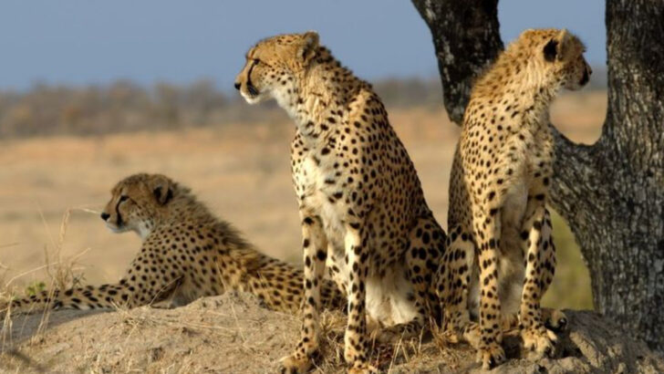 8 Wild Lies People Believe About Big Cats—and the Truth Behind Them