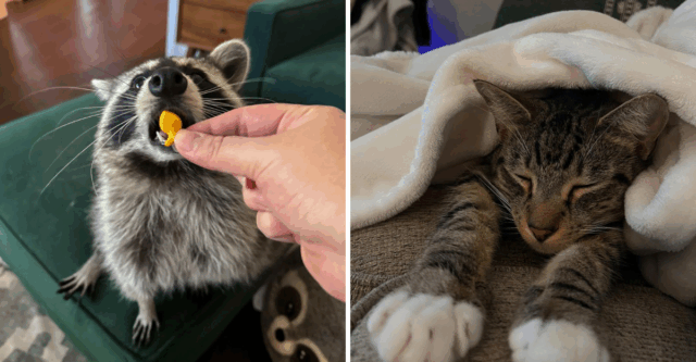 8 Wild Truths About Why Cats and Raccoons Just Can’t Coexist